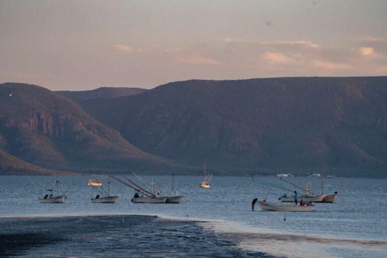 $!Planta de amoniaco y de gas natural licuado en Sinaloa impactarían de manera ‘destructiva’ la bahía de Topolobampo: ONU