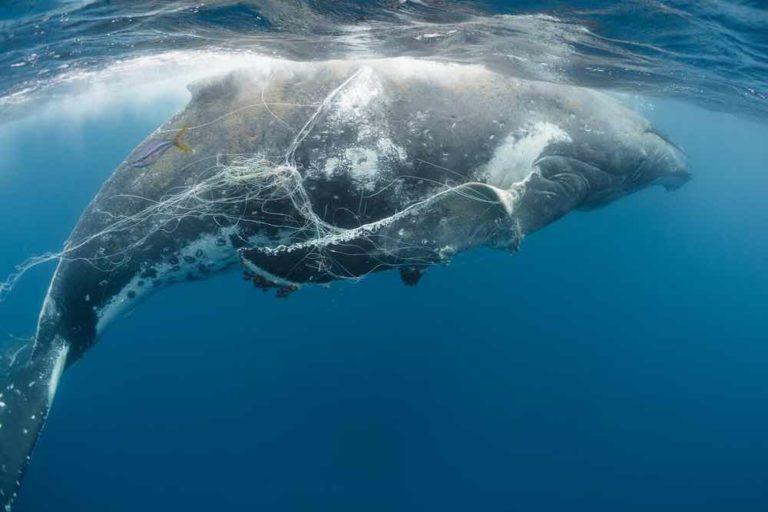 $!Viajes de alto riesgo: ballenas enfrentan cada vez más peligros en sus rutas migratorias