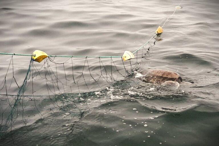 $!Luces de esperanza: la pesca con redes iluminadas protege a las tortugas marinas en el Perú
