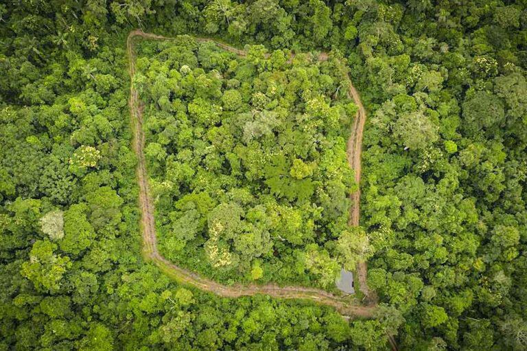 $!Recinto en Pará, Brasil, donde vivió Xamã antes de ser reintroducido en la naturaleza.