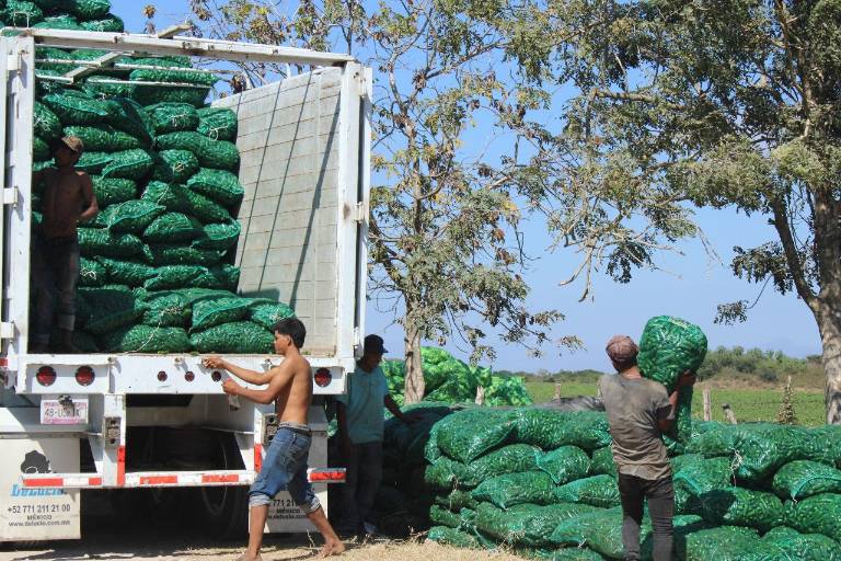 Aseguran en Escuinapa producción de chile jalapeño para al menos no perder