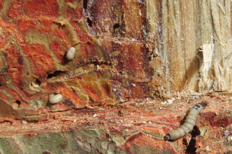 $!Las comunidades de la Sierra Juárez en Oaxaca también han estado luchando contra plagas que afectan sus bosques. Foto: Cortesía Unión de Comunidades Productoras Forestales Zapotecos-Chinantecos de la Sierra Juárez.