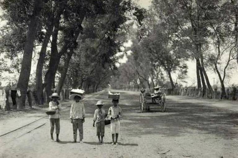 Busca Navolato regresar la icónica entrada arbolada que perduró hasta finales del siglo pasado