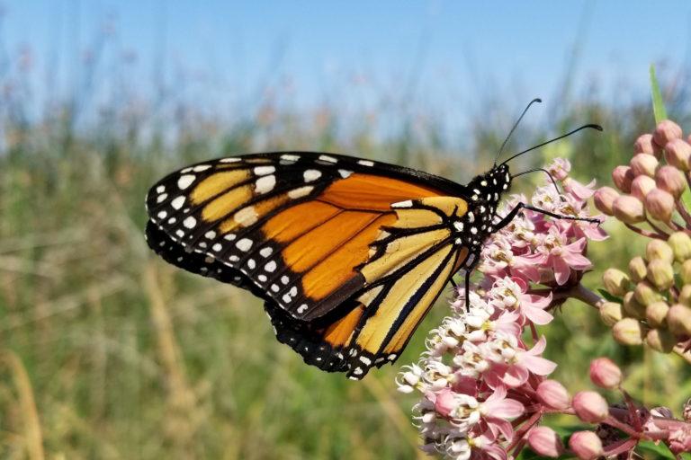 $!Mariposa monarca bebiendo néctar de un algodoncillo de México (A. incarnata) en Idaho. Las poblaciones de mariposa monarca se han reducido dramáticamente y la especie está calificada para entrar en la Ley de Especies Amenazadas de Estados Unidos.