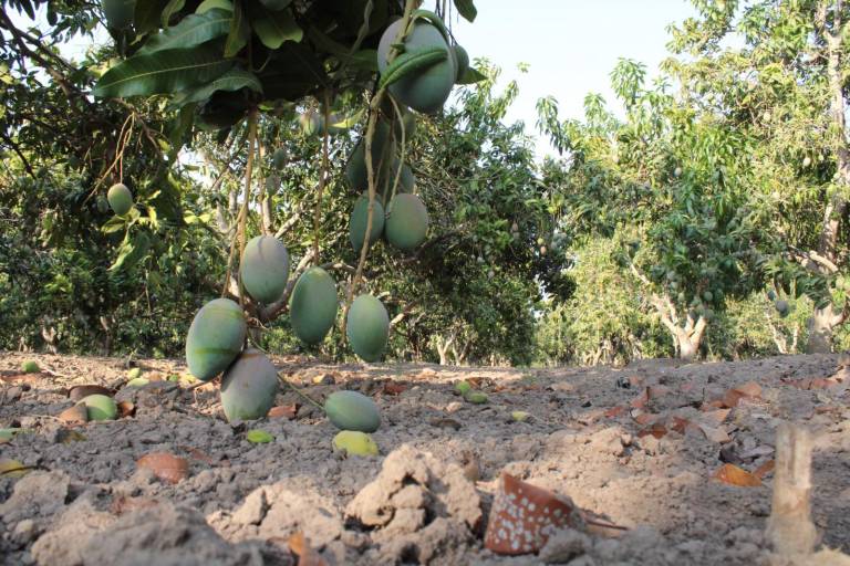 Asegura líder de Agricultores del Río Baluarte que lluvias son benéficas para el sector