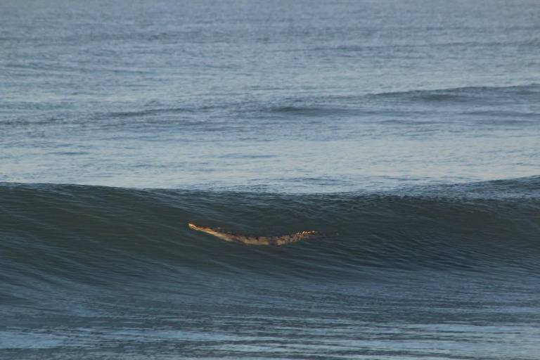 Captan a cocodrilo en Playa Delfín, al norte de Mazatlán