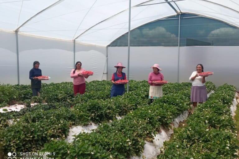 $!Mujeres campesinas de Espinar, en Perú, cultivan fresas a más de 4 000 metros sobre el nivel del mar.