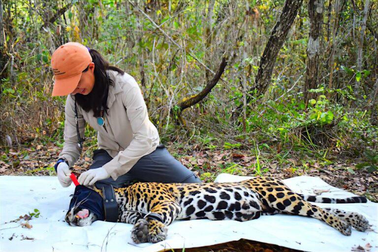 $!Como veterinaria, Susana Illescas trabaja en procesos de contención, anestesia y evaluación clínica de grandes carnívoros.