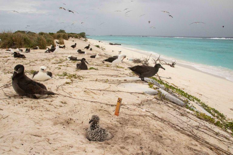 $!Los sitios de nidificación en el Atolón de Midway están en peligro por el aumento del nivel del mar y las fuerte olas.