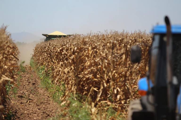 Maíz alcanza precio histórico de $5 mil 898 por tonelada