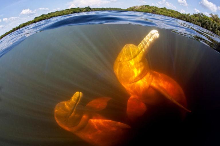 $!Couple of Pink River dolphin / Boto (Inia geoffrensis) Acajatuba Lake, Negro River, Amazonas, Brazil