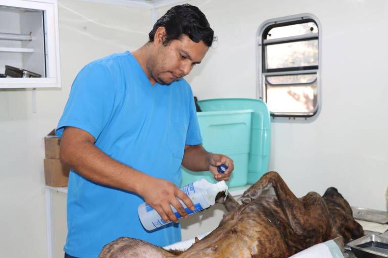 Campaña tiene como resultado 45 mascotas esterilizadas en El Pozole, en Rosario