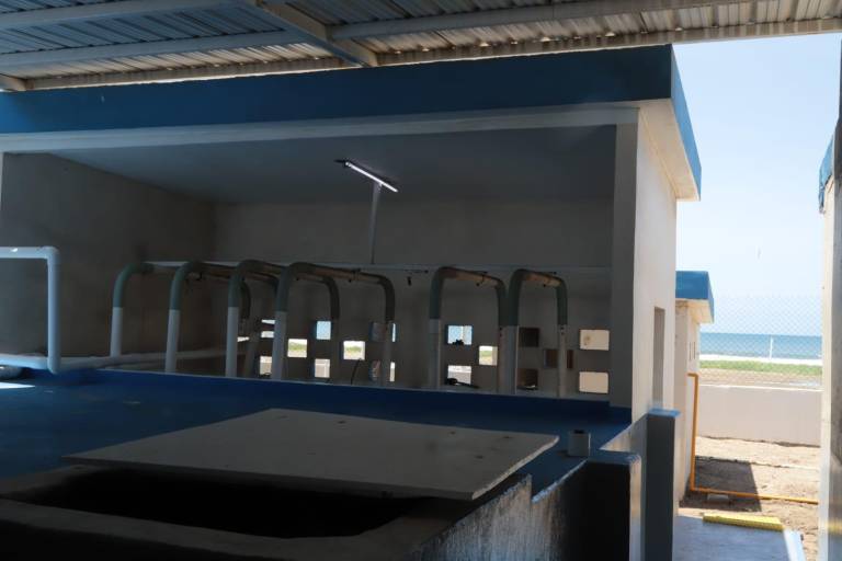 En Sinaloa se produce 80% de larva de camarón en México