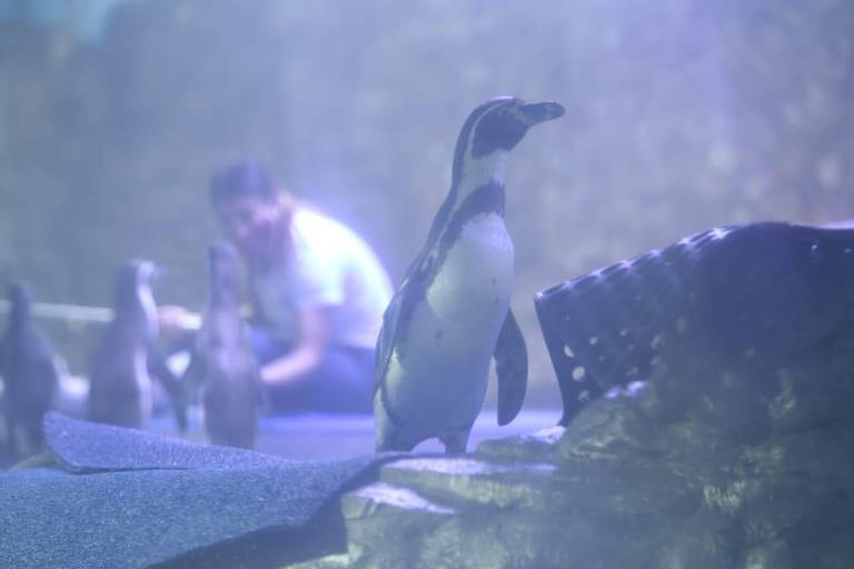 Con el pingüinario no pasará lo que sucedió con el tiburonario colapsado en Mazatlán, asegura arquitecto