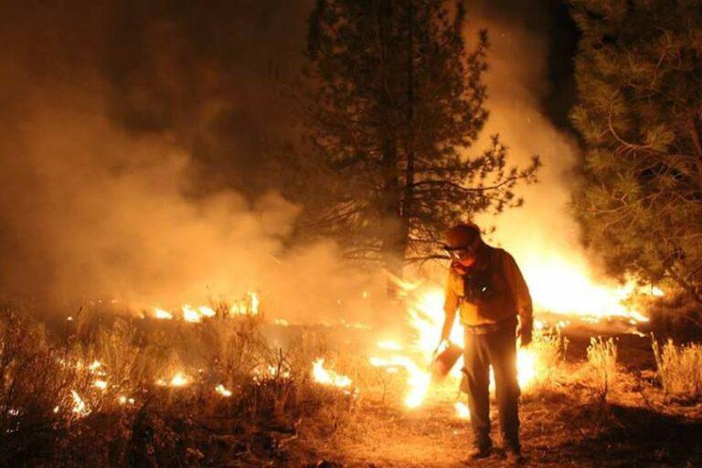 $!México entra en la lista de los 10 países con mayor pérdida de bosques primarios en el mundo durante 2024