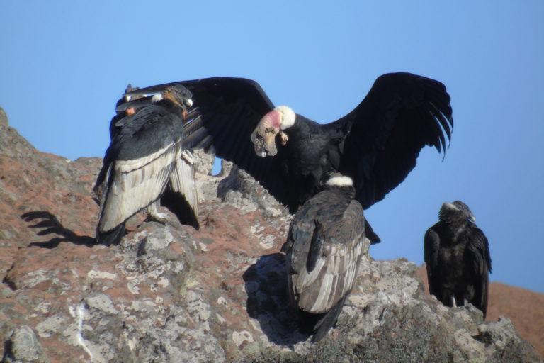 $!Macho adulto en un despliegue de dominancia Tororumi Parque Nacional Torotoro Potosí.