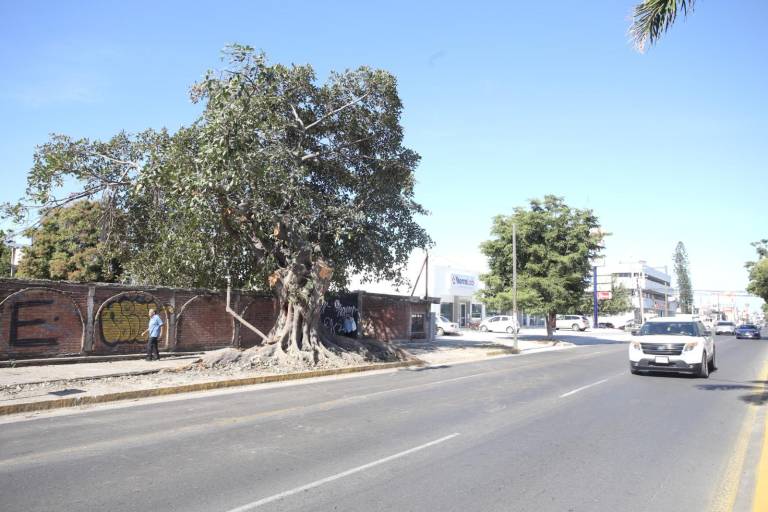Podan árbol con muchos años de antigüedad en la Ejército Mexicano; se aplicará todo el peso de la ley: Ecología