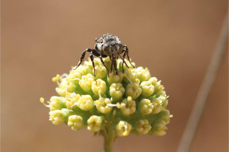 Para proteger a las abejas, urge transitar hacia la agroecología