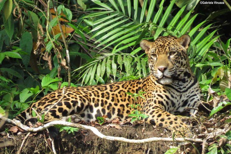 $!El jaguar es el felino más grande de América y tercero más grande del mundo. En Ecuador es considera como una especie en peligro.