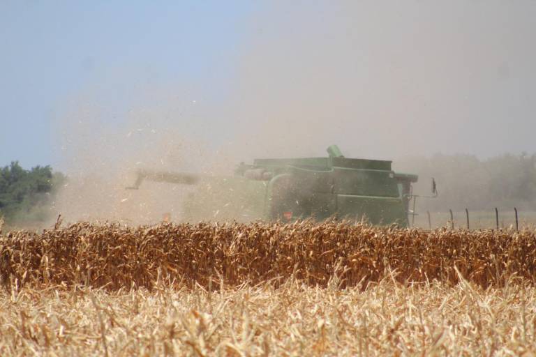 Caades exhorta a bodegas a abrir coberturas libres al alza y aprovechar precio del maíz