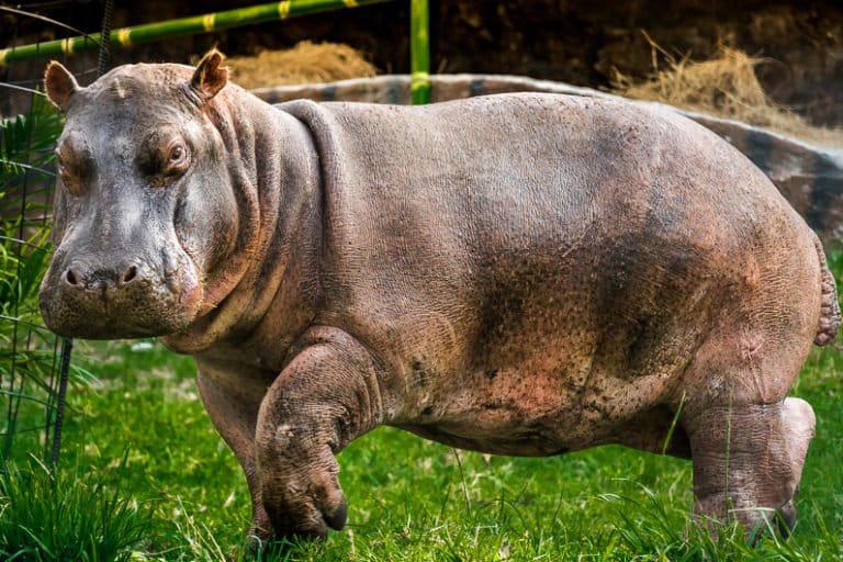 $!Colombia autorizó la eutanasia a hipopótamos: ¿Cuál ha sido el impacto de esta especie invasora en la biodiversidad?