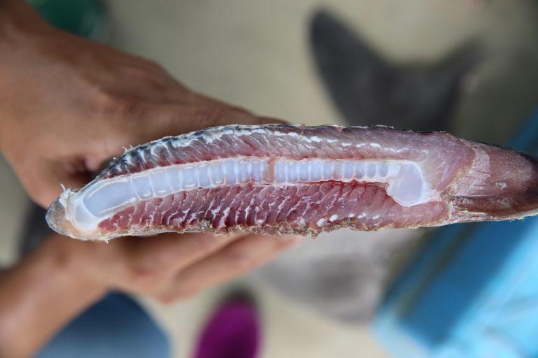 $!Las aletas de tiburón son muy cotizadas en los mercados asiáticos.