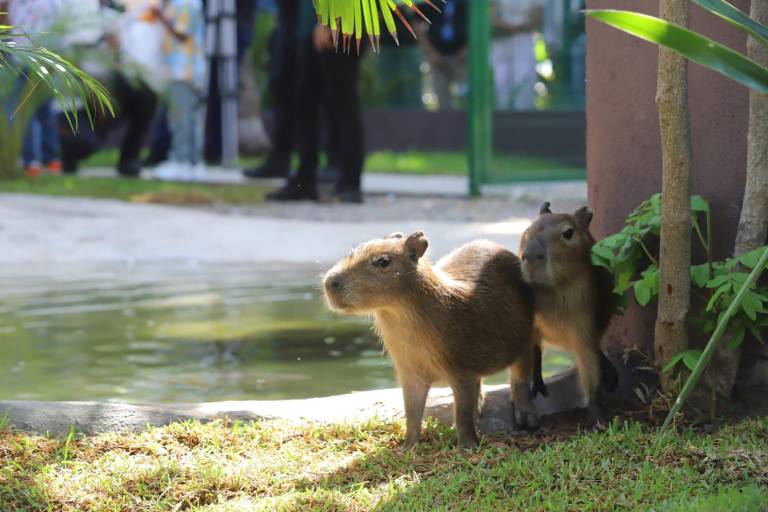 Inauguran la Casa Capibara en el Gran Acuario de Mazatlán Mar de Cortés