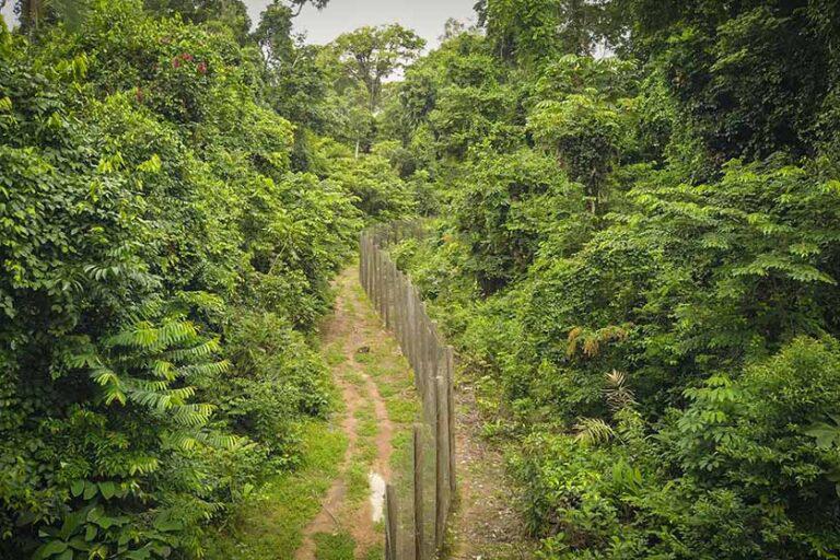 $!La reja del recinto donde se preparó Xamã para la reintroducción.