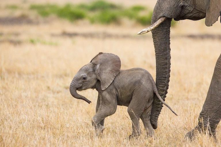 $!Pequeño elefante africano (menos de 3 semanas) en Masai Mara Conservancy, Kenia. Foto: Cortesía de Suzi Eszterhas / New On Earth: Baby Animals in the Wild / Earth Aware Editions.