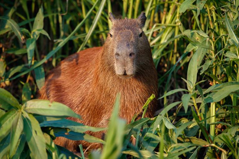 Capibaras llegarán al Gran Acuario Mazatlán este verano