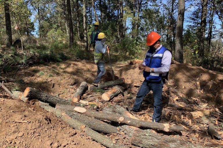 $!Pablo Irving Fragoso, subdirector de evaluación y monitoreo forestal de la Asociación de Silvicultores de la Región Forestal Pachuca-Tulancingo, en Hidalgo, supervisa los trabajos para eliminar a la plaga de escarabajos descortezadores en el bosque del ejido La Estancia.