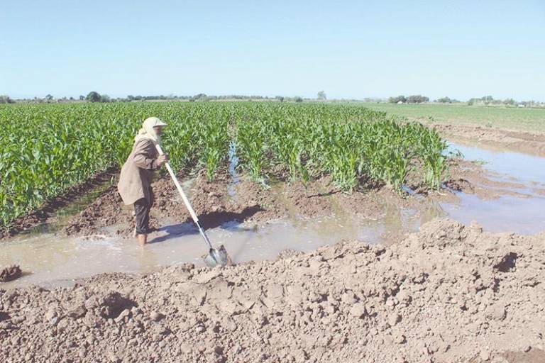 Tras la asignación de volúmenes de agua para riego agrícola, presas en Sinaloa quedarán al 25%