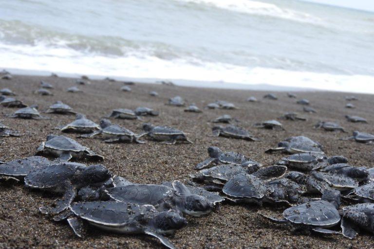 $!Con el pasar de los años, los cazadores furtivos se han ido alejando de las playas de El Raudal.