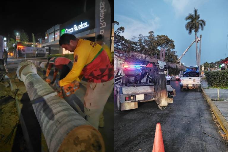 Vieja palmera cae sobre comercio en Culiacán y provoca caos vial