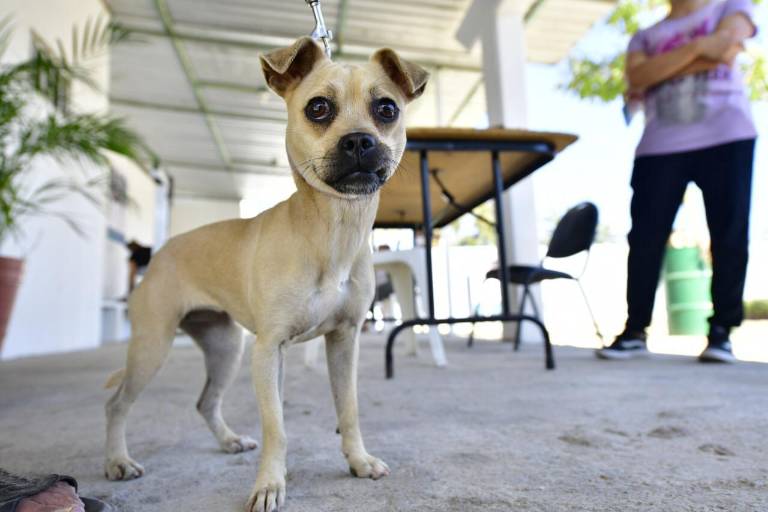 El centro para mascotas del Gobierno de Mazatlán tiene buena demanda