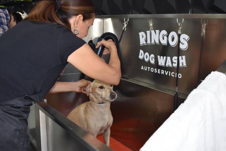 Ringo’s Dog Wash: el primer autoservicio de baño canino en Mazatlán