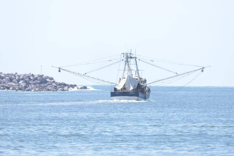Reporta Capitanía de Puerto salida de alrededor de 214 embarcaciones para la pesca de camarón en altamar