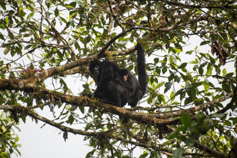 $!Los proyectos de la Reserva Tesoro Escondido trabajan en la investigación y conservación del mono araña de cabeza café.