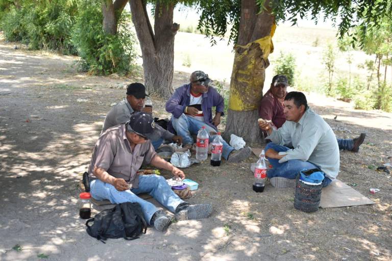 Arropados, con agua y ratos a la sombra, luchan trabajadores agrícolas contra el calor