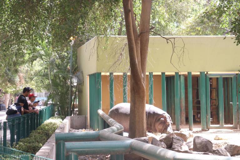 Disfrutan de un paseo salvaje en el Zoo de Culiacán