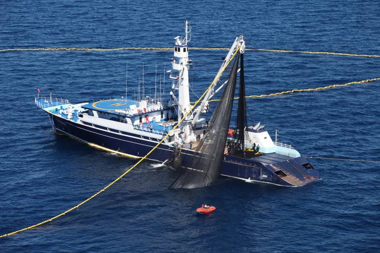 México adopta medidas internacionales para proteger tiburones: Conapesca