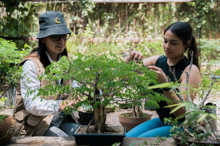Aprende el arte Bonsái en el Jardín Botánico Culiacán
