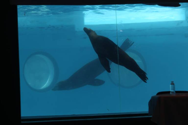 Se encuentra desolado Acuario Mazatlán tras el cierre de sus puertas al público