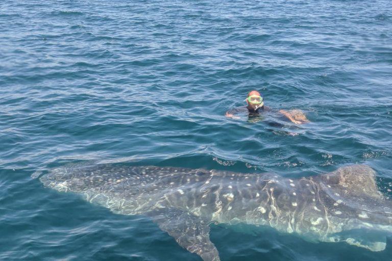 $!Integrantes del grupo Pejesapos realizan fotografías para conocer las características de los ejemplares que llegan.