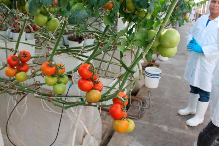 Pendientes para el uso de la Inteligencia Artificial en la Agricultura