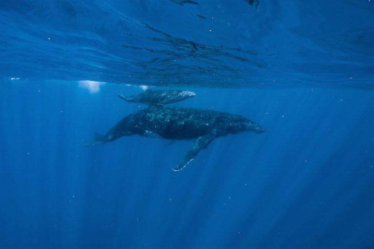 $!Una ballena jorobada madre y cría cerca de la superficie. Las ballenas bebés necesitan respirar cada pocos minutos durante su primer año, por lo que el par tiende a permanecer cerca de la superficie.