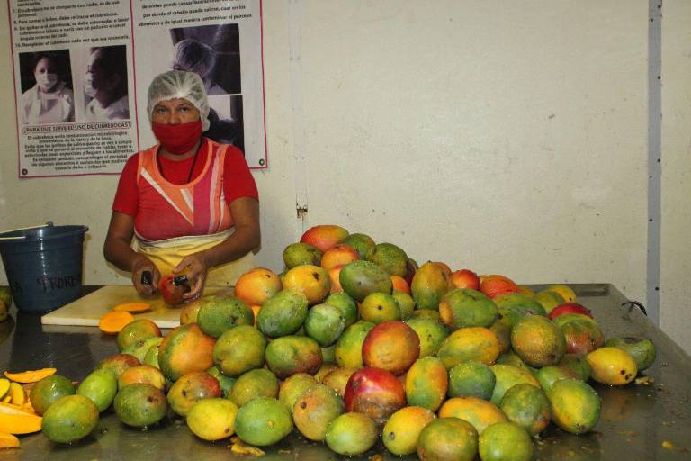 Llaman a aprovechar interés de empresas nacionales por el mango de Escuinapa