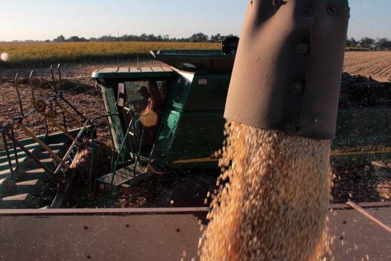 Los precios del maíz caen fuertemente ante el aumenta la estimación de hectáreas de maíz en EU
