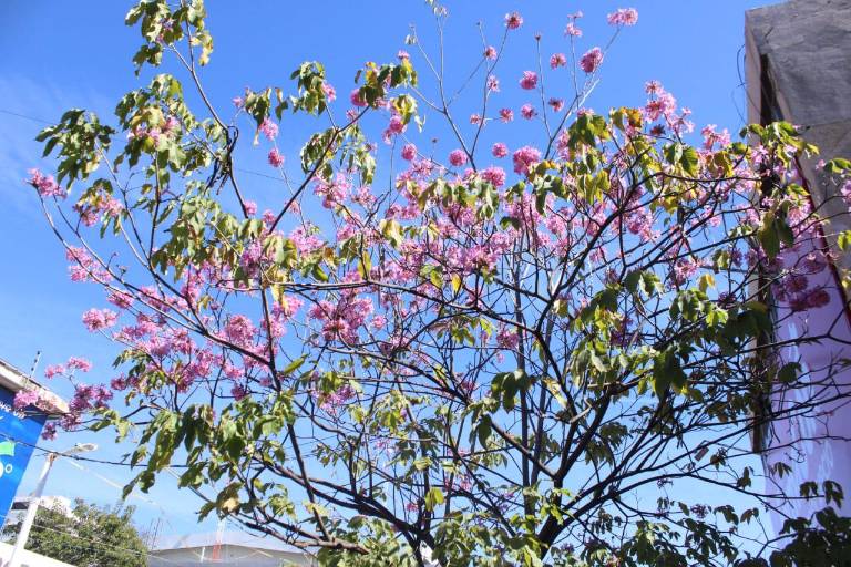 Aseguran comerciantes de Culiacán que en enero es cuando brotan las flores amapa