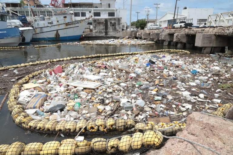 Si perdemos la lucha ambiental, ninguna otra lucha tendrá sentido, alerta MazConciencia